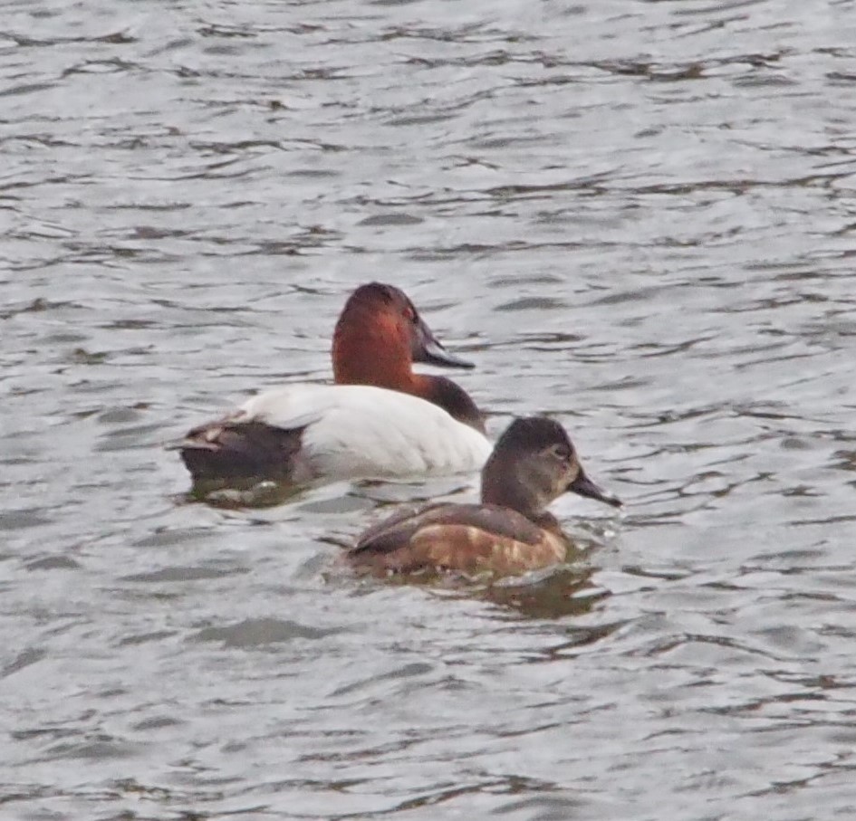 Canvasback - John Forcey