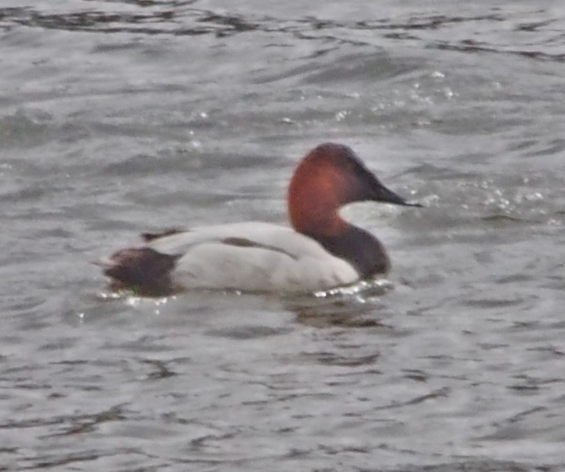 Canvasback - John Forcey