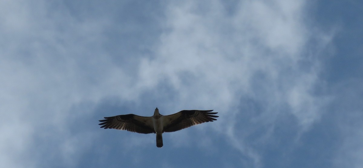 Águila Pescadora - ML562370881