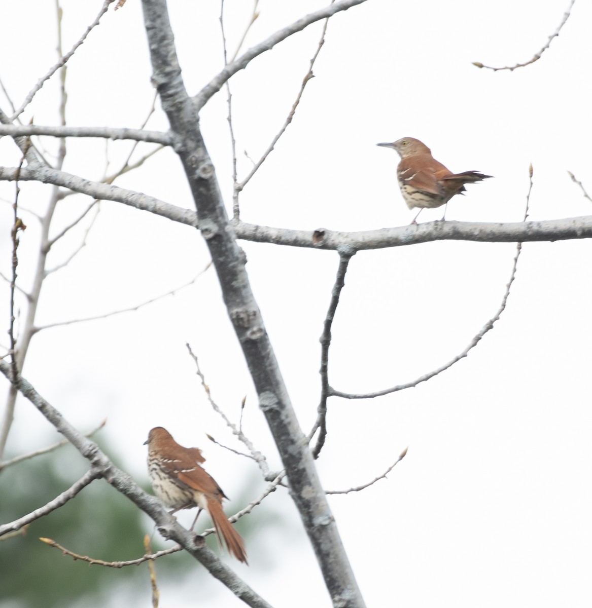 Brown Thrasher - ML562370921