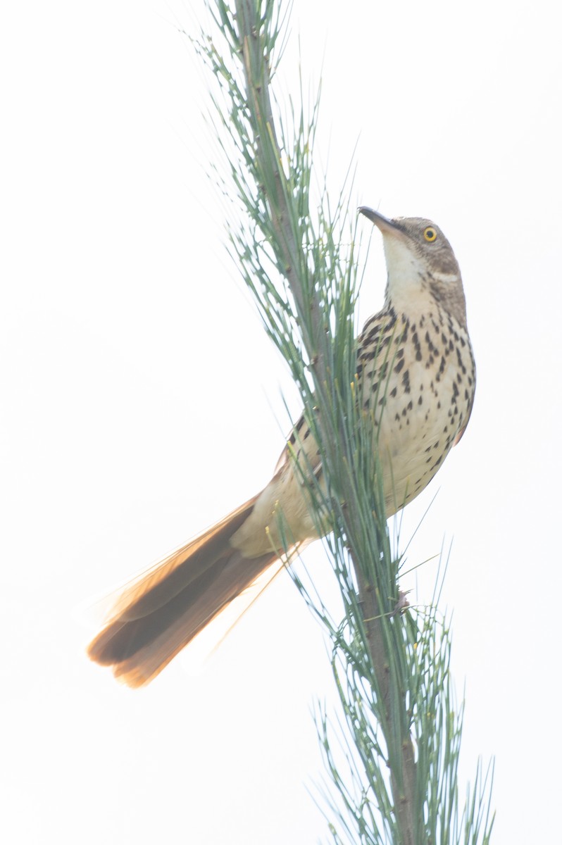 Brown Thrasher - ML562370931