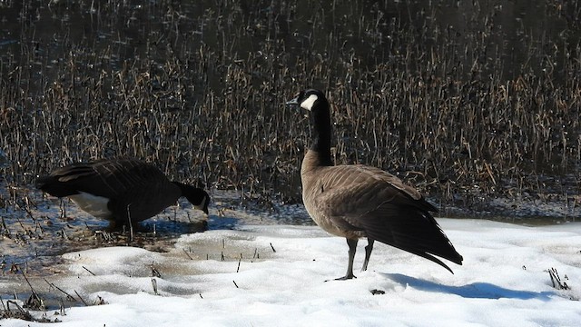 Canada Goose - ML562371281