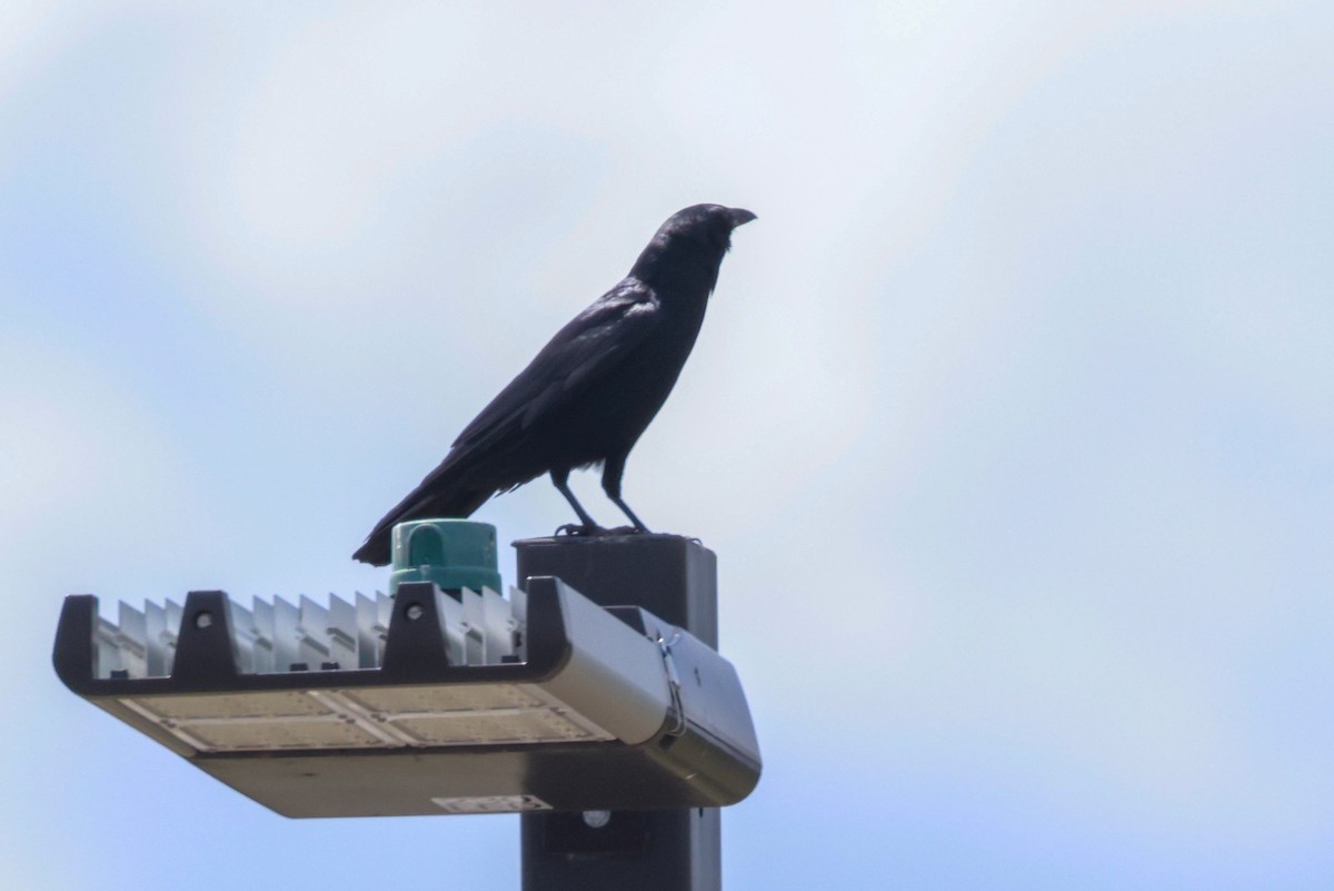 Fish Crow - ML562374161
