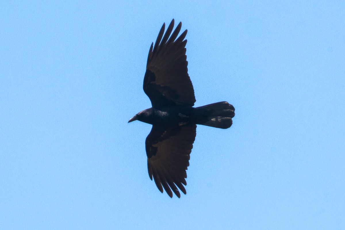 Fish Crow - ML562374171