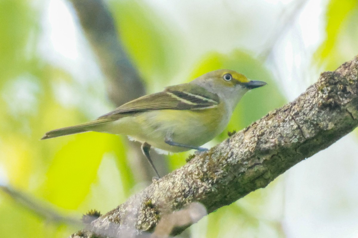 White-eyed Vireo - ML562374241
