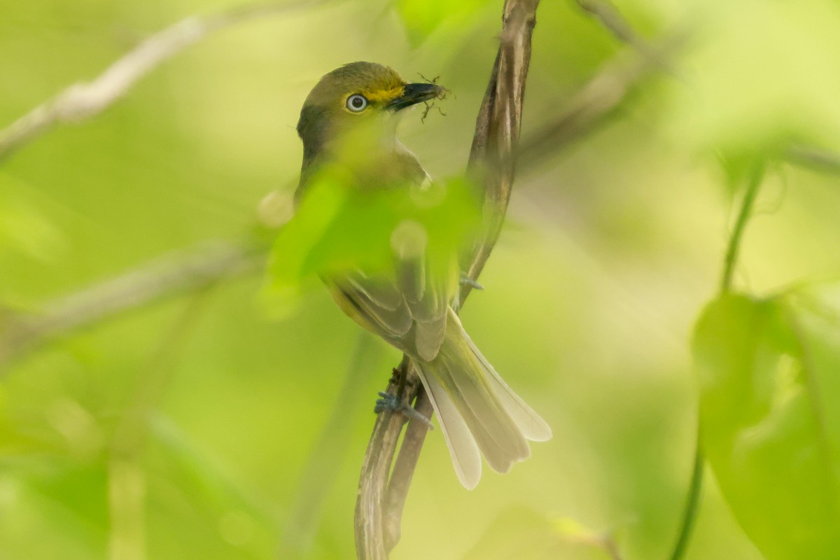 White-eyed Vireo - ML562374251