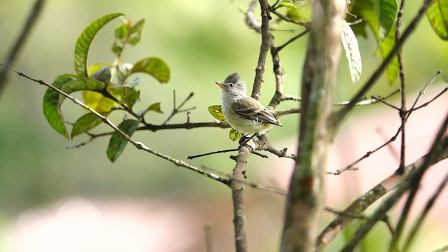 Southern Beardless-Tyrannulet - ML562374341