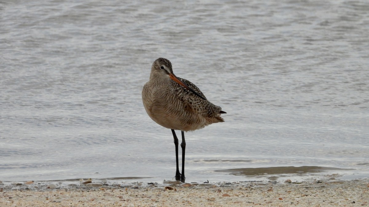 Marbled Godwit - ML562374861