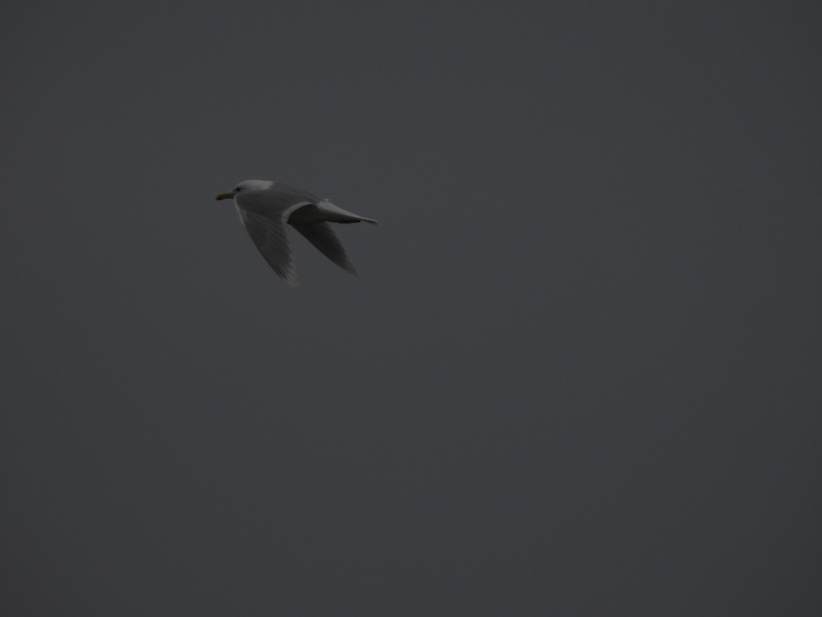 Glaucous Gull - ML562375051