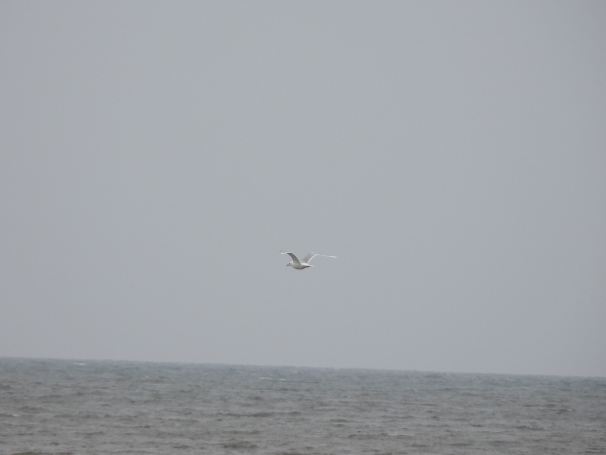 Glaucous Gull - ML562375161