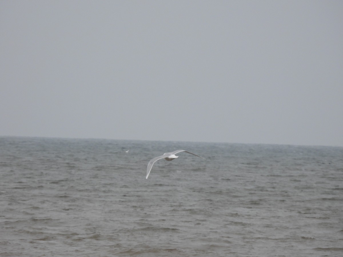 Glaucous Gull - ML562375221