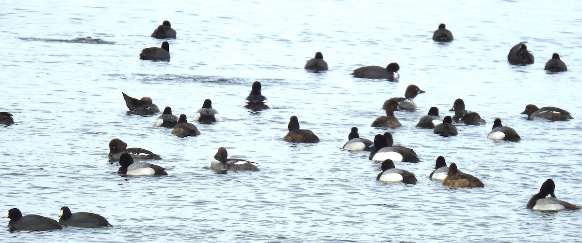 Common Goldeneye - ML562376541