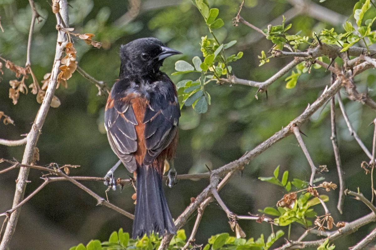 Orchard Oriole - ML56237731