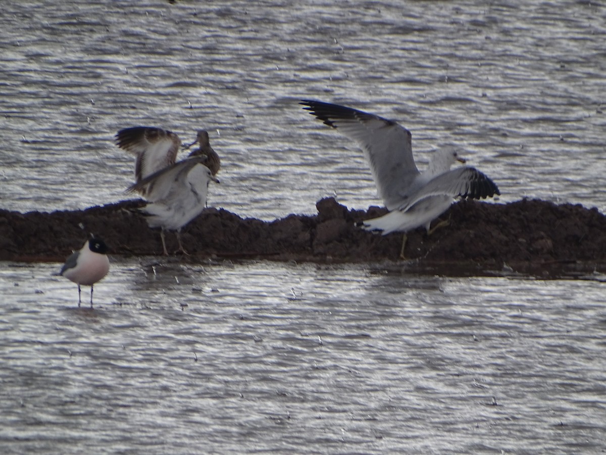 Ring-billed Gull - ML562378071