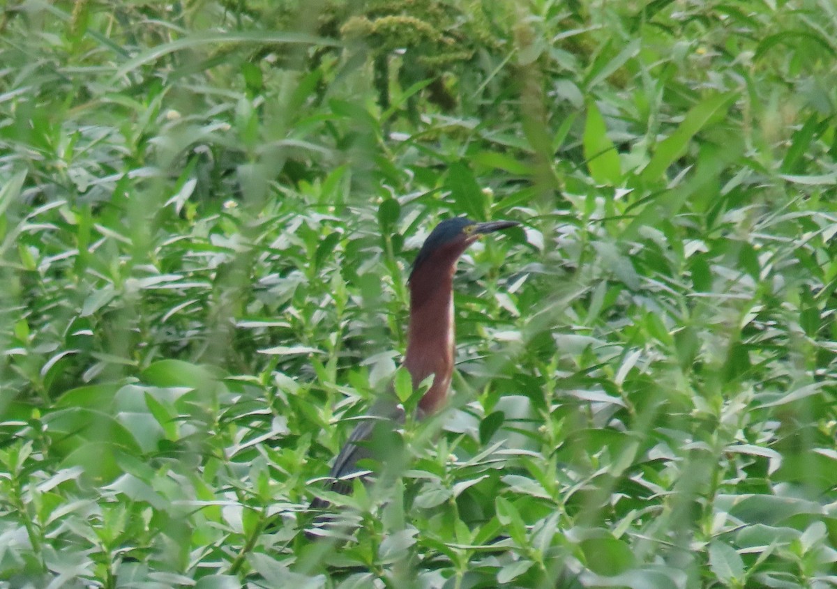 Green Heron - ML562379841