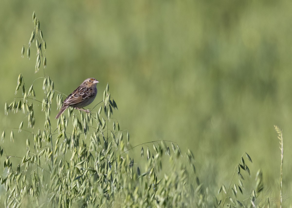 Grasshopper Sparrow - ML562380601