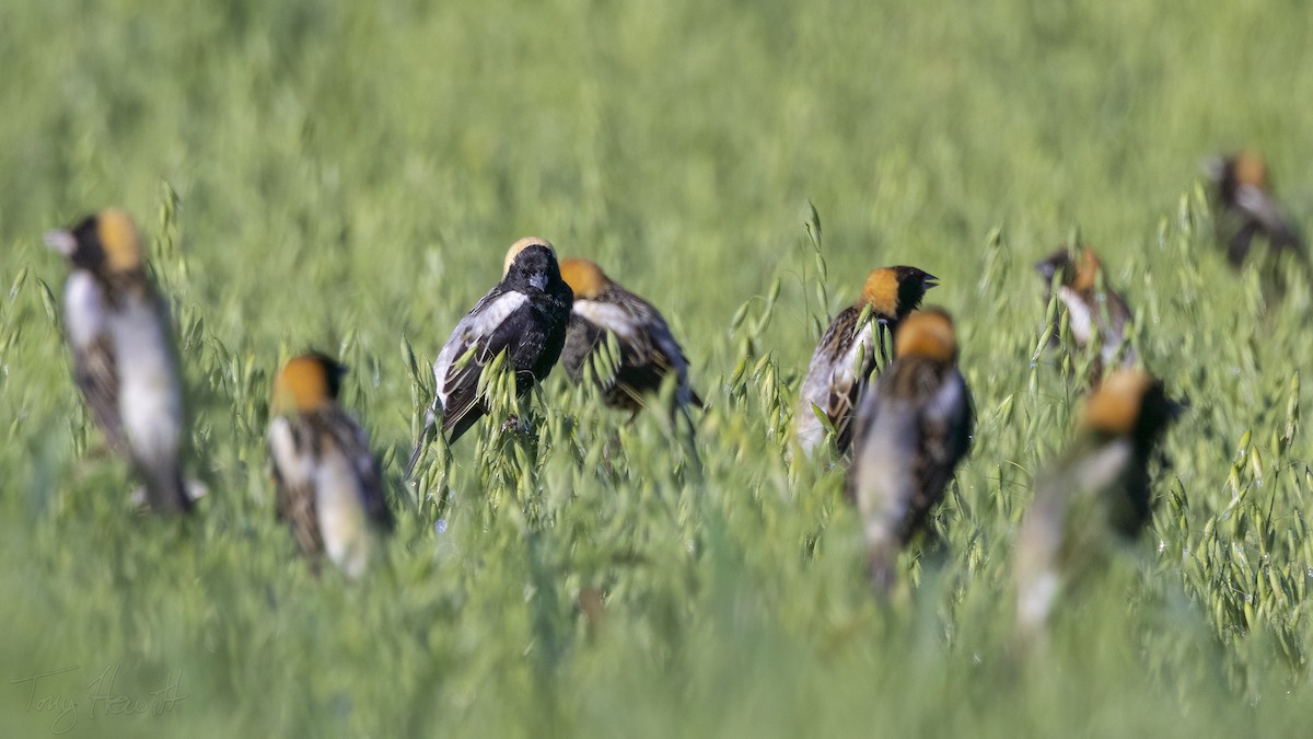 Goglu des prés - ML562380891