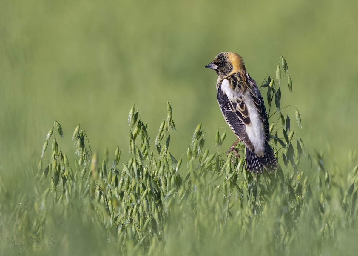 bobolink - ML562380901