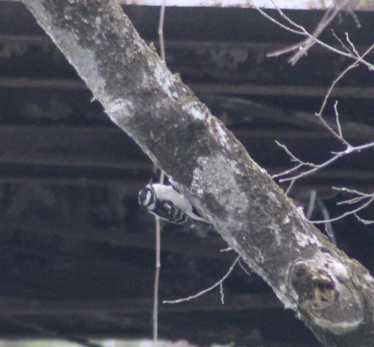 Downy Woodpecker - ML562381591