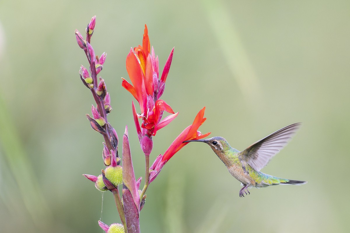 White-tailed Goldenthroat - Giovan Alex