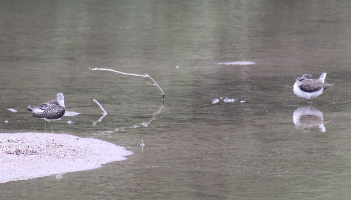 Solitary Sandpiper - ML562381731