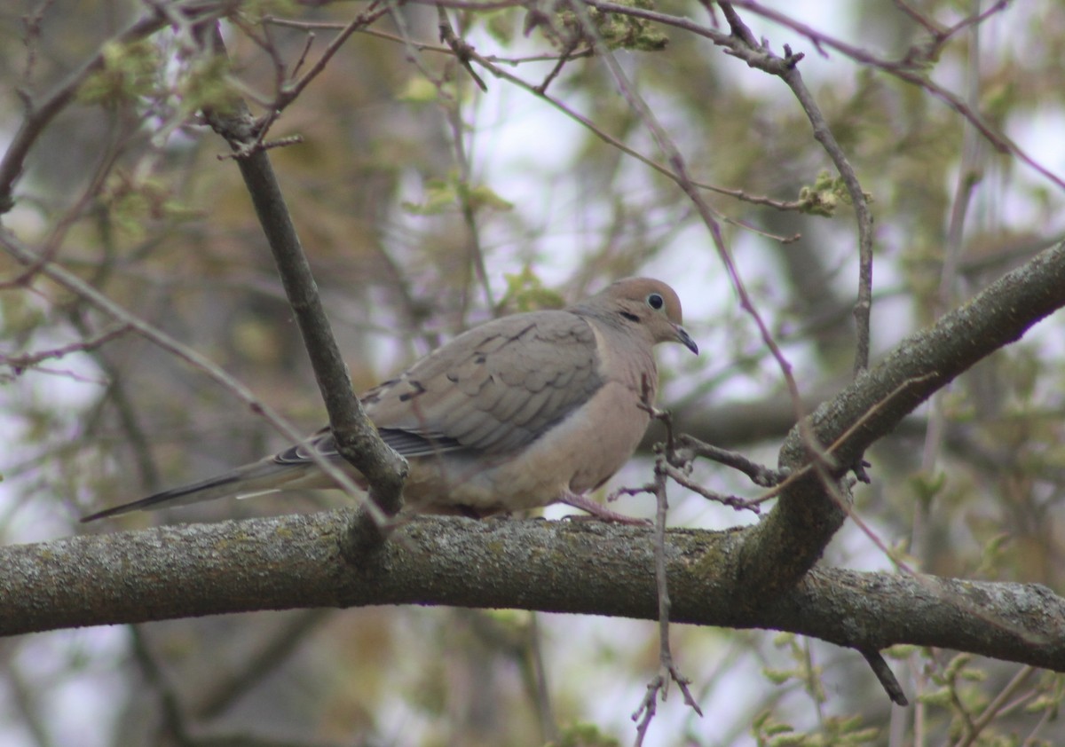 Mourning Dove - ML562382001