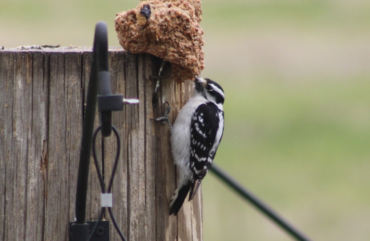 Downy Woodpecker - ML562382091