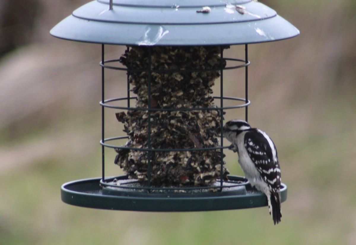 Downy Woodpecker - ML562382101