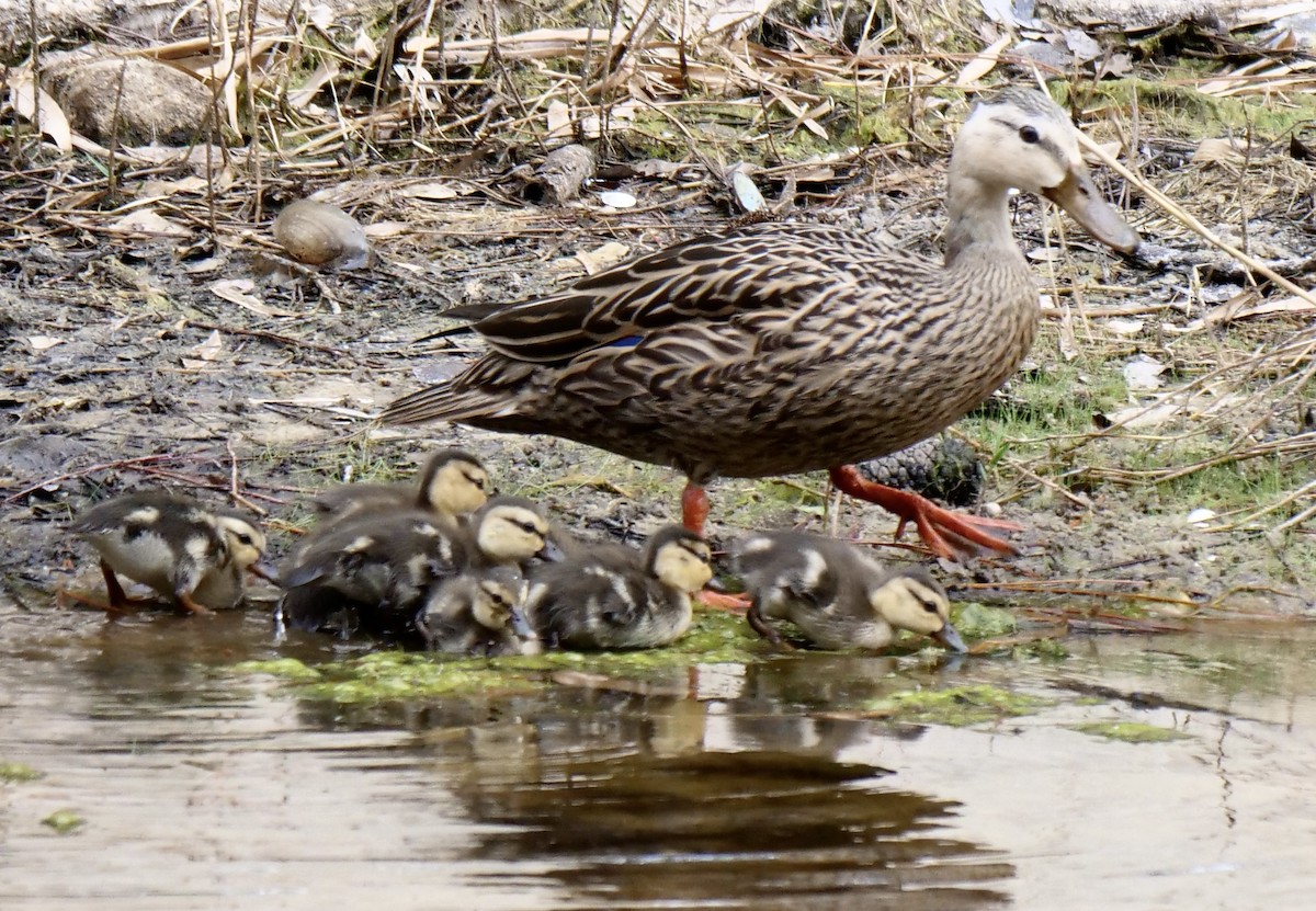 Mottled Duck - Lee & Mary Ann Evans