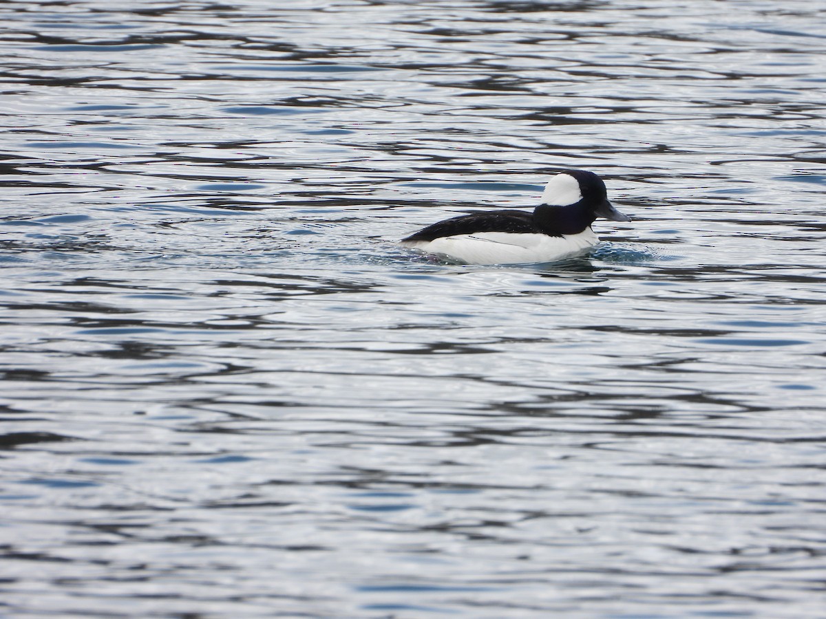 Bufflehead - ML562382661