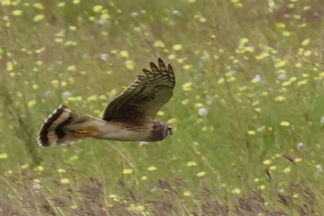 Northern Harrier - ML562382971