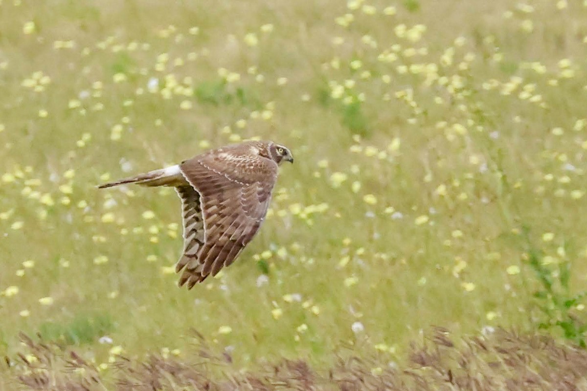 Northern Harrier - ML562382981