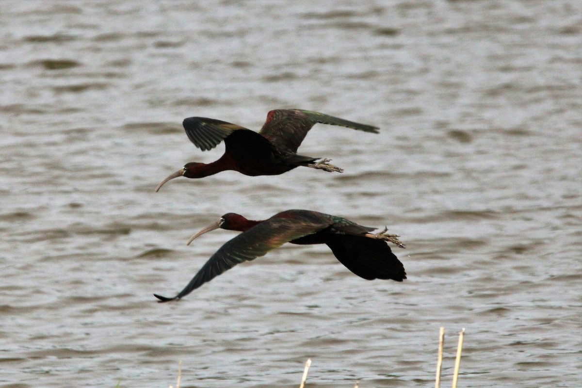 Glossy Ibis - ML562383221