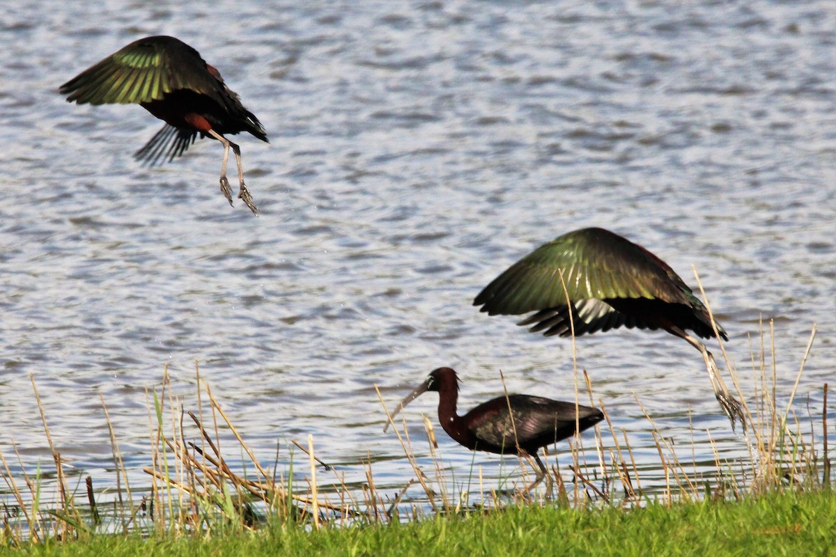 Glossy Ibis - ML562383241