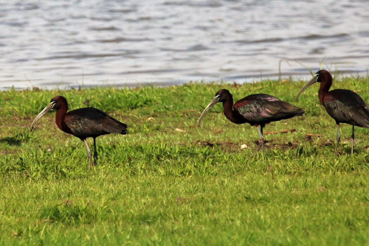 Glossy Ibis - ML562383251