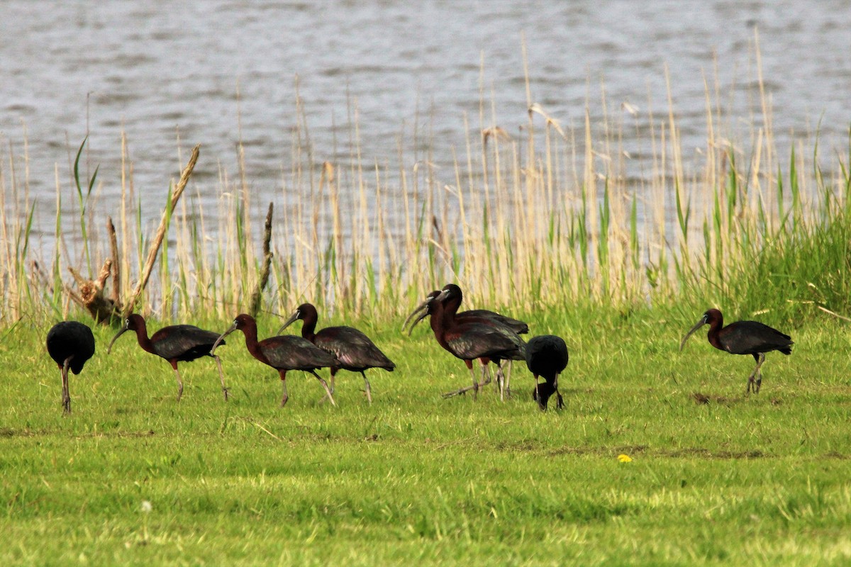 Glossy Ibis - Beverly Dant