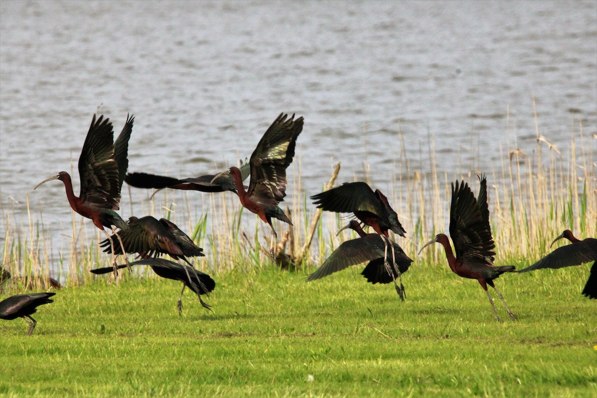 Glossy Ibis - ML562383271