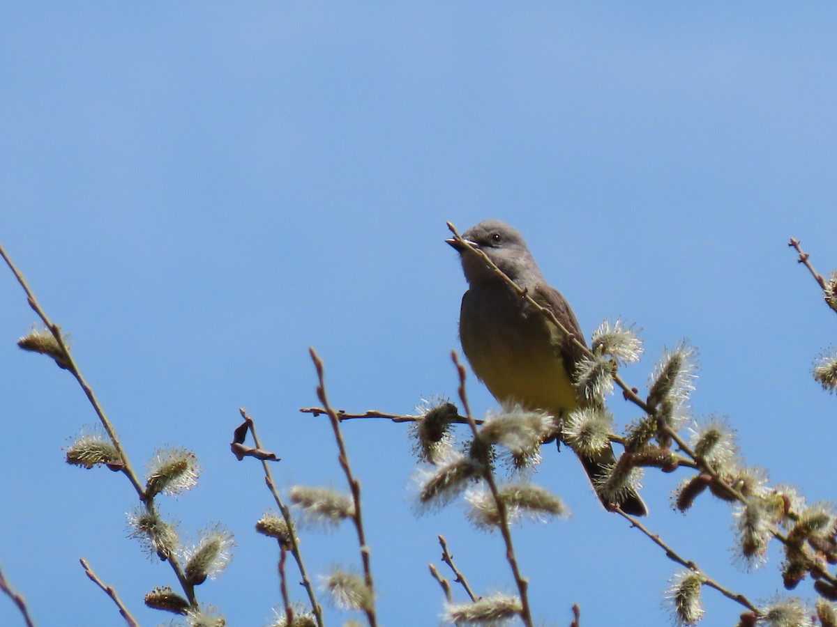 Schmalschnabel-Königstyrann - ML562383661