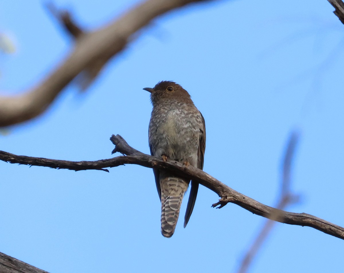 Fan-tailed Cuckoo - Pamela Jones