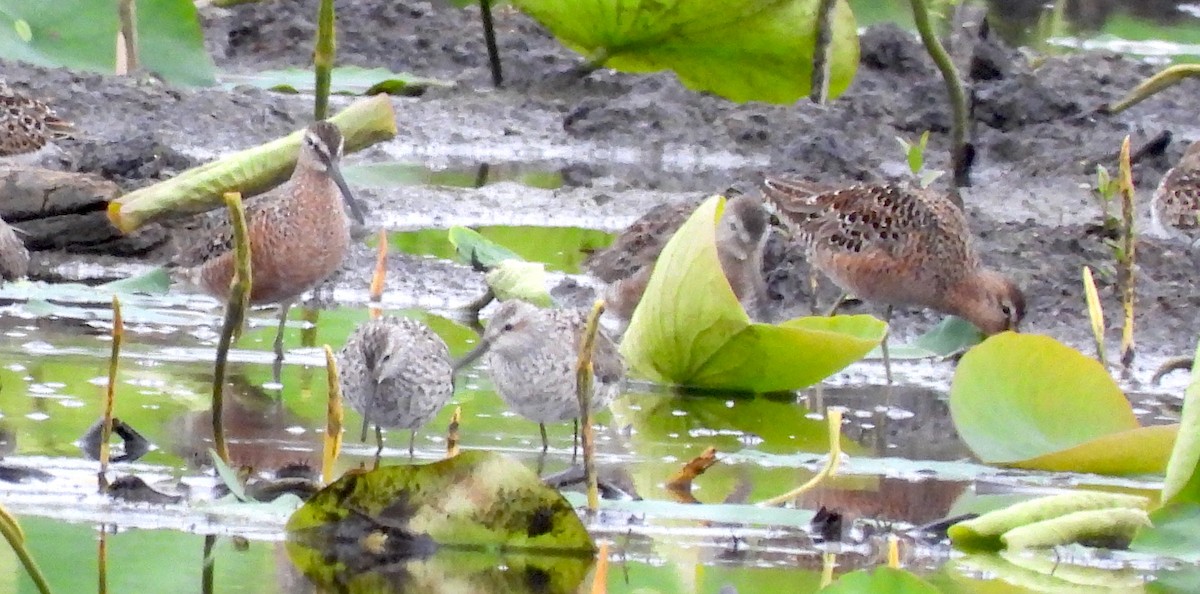 Long-billed Dowitcher - ML562384171