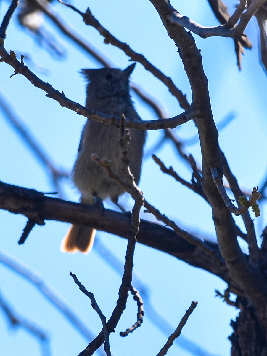 Juniper Titmouse - ML562384411