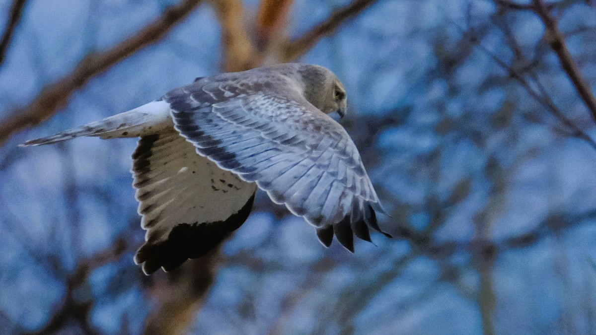 Northern Harrier - ML562384481