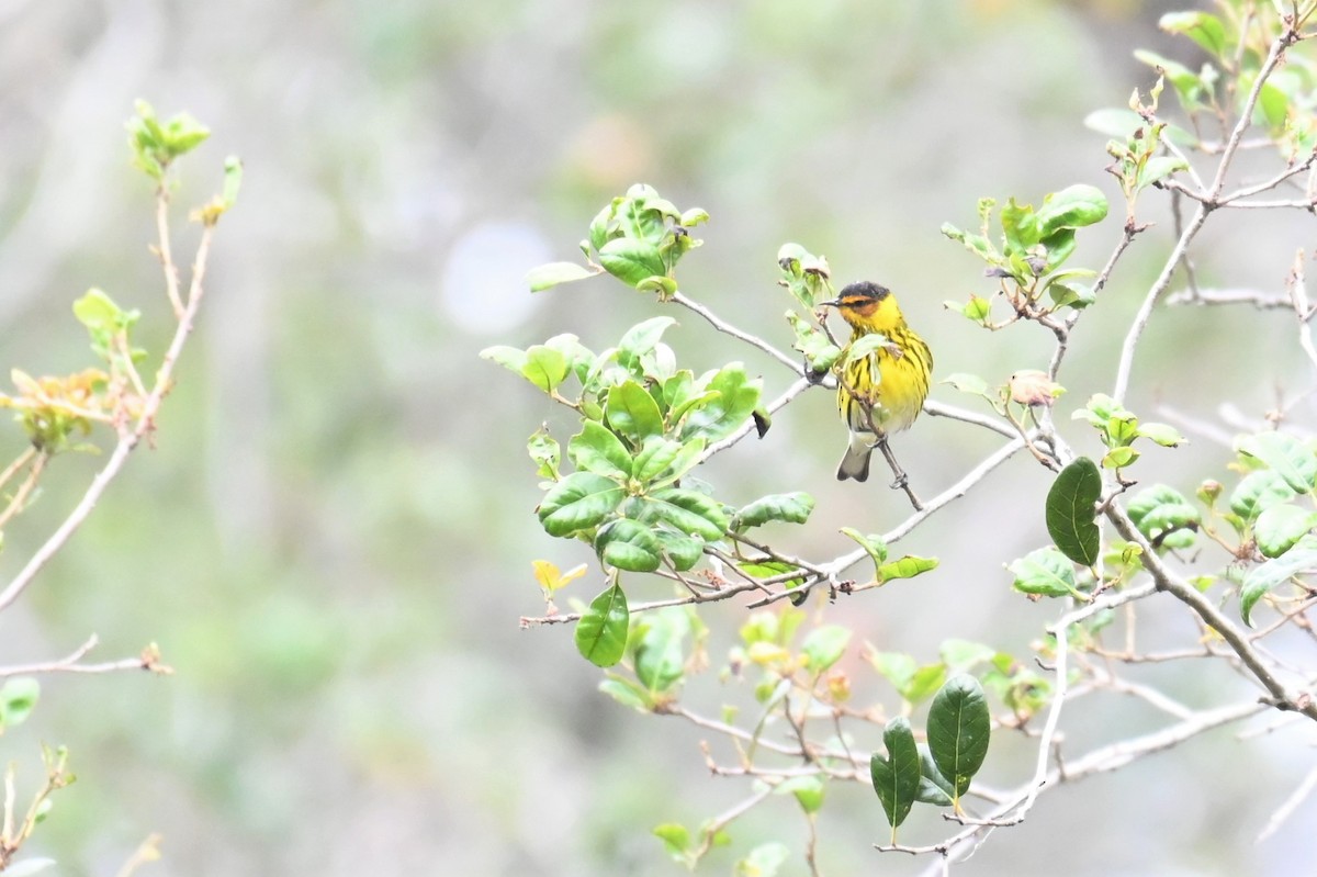 Cape May Warbler - ML562385321