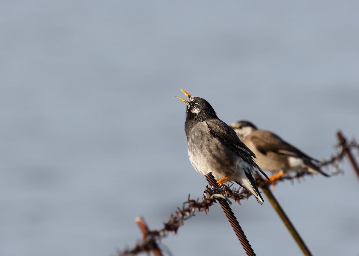 White-cheeked Starling - ML562385991