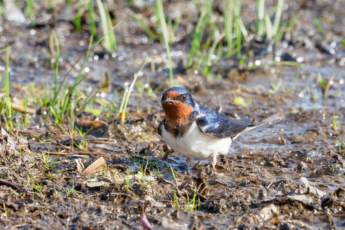 Barn Swallow - ML562386561