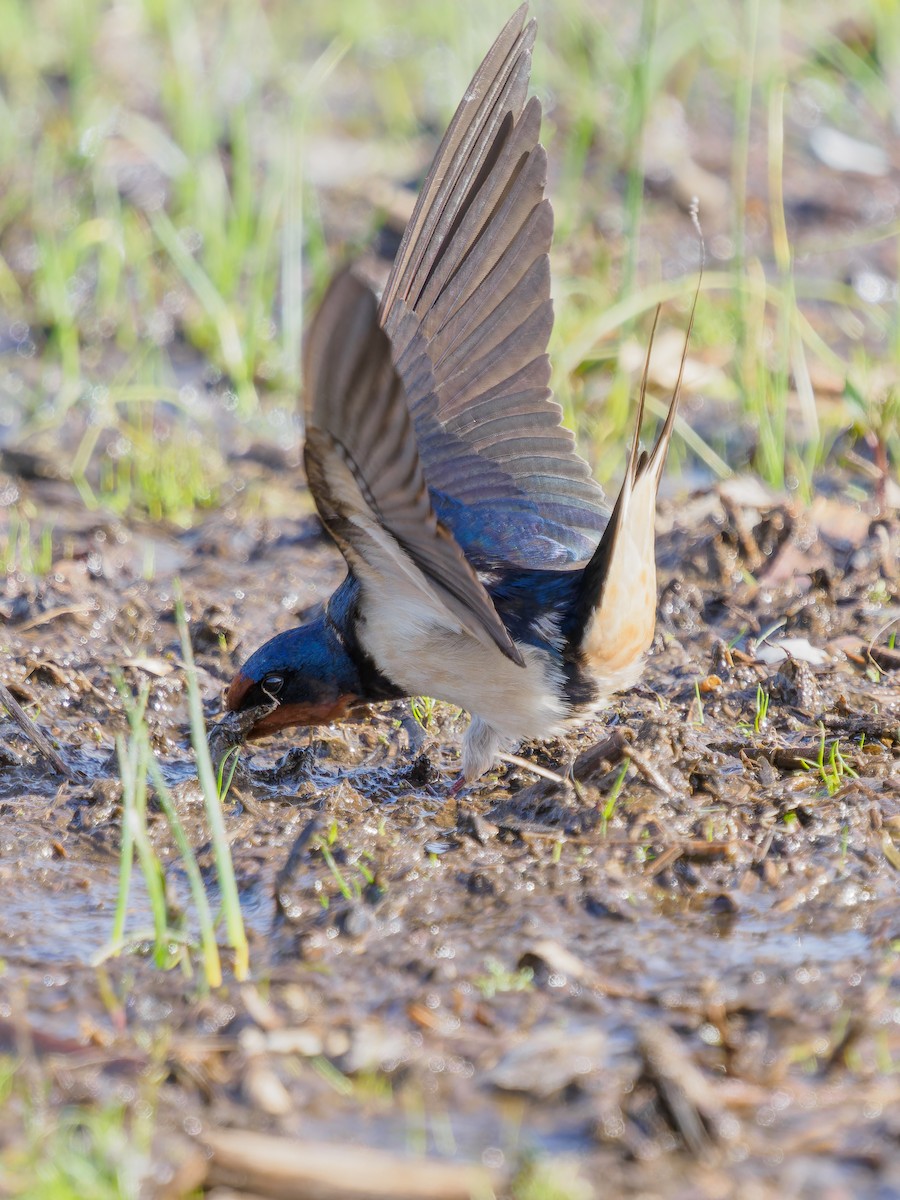 Barn Swallow - ML562386591