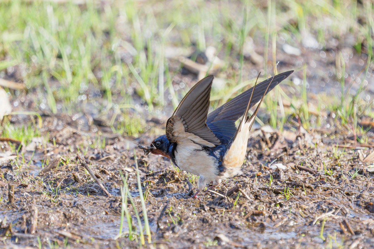 Golondrina Común - ML562386661