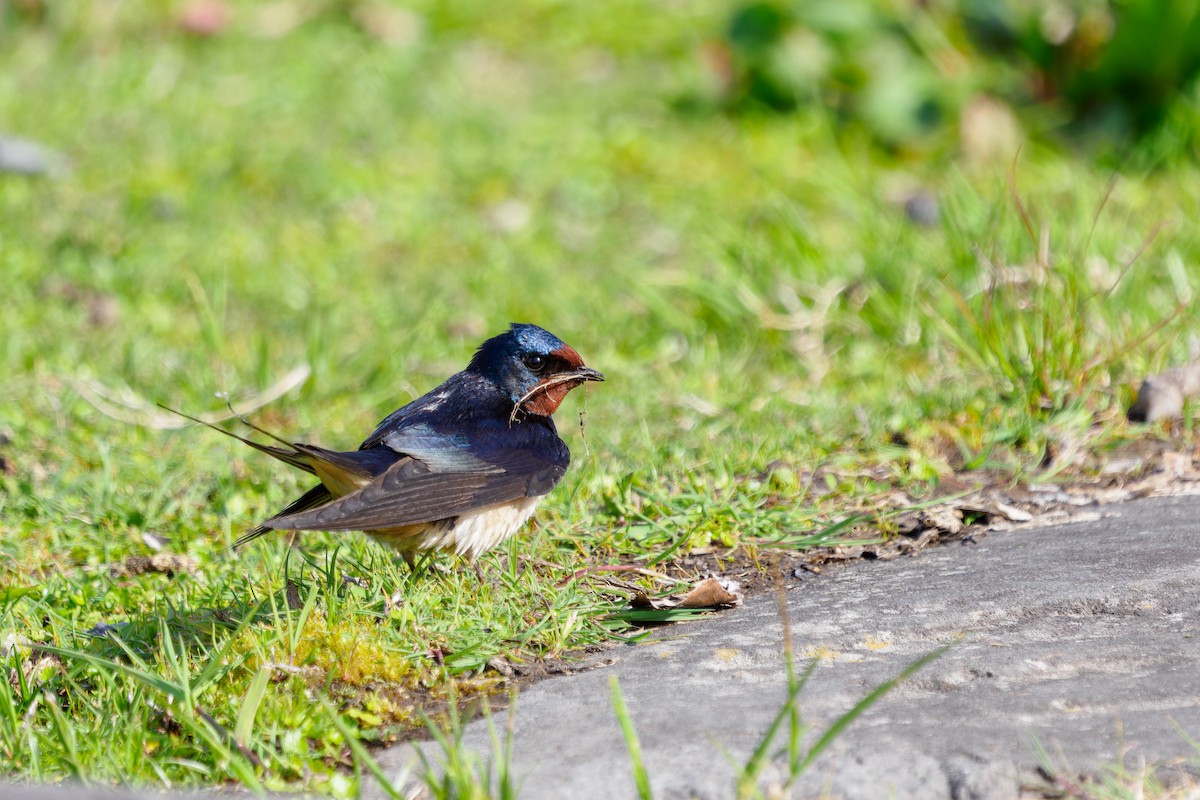 Barn Swallow - ML562386741