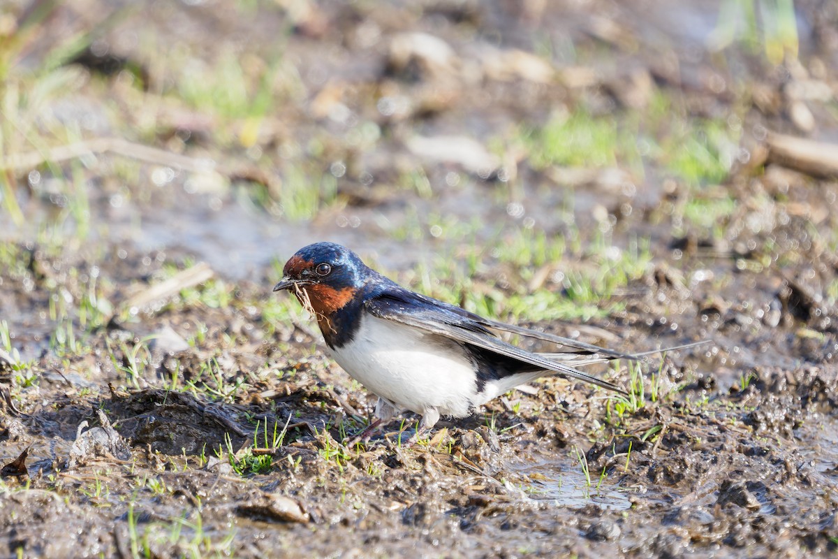 Barn Swallow - Yuya Okuzaki