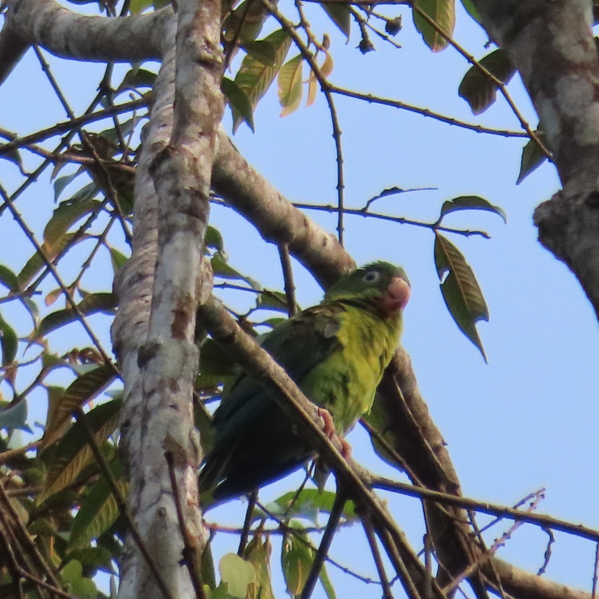 Orange-chinned Parakeet - Mackenzie Goldthwait